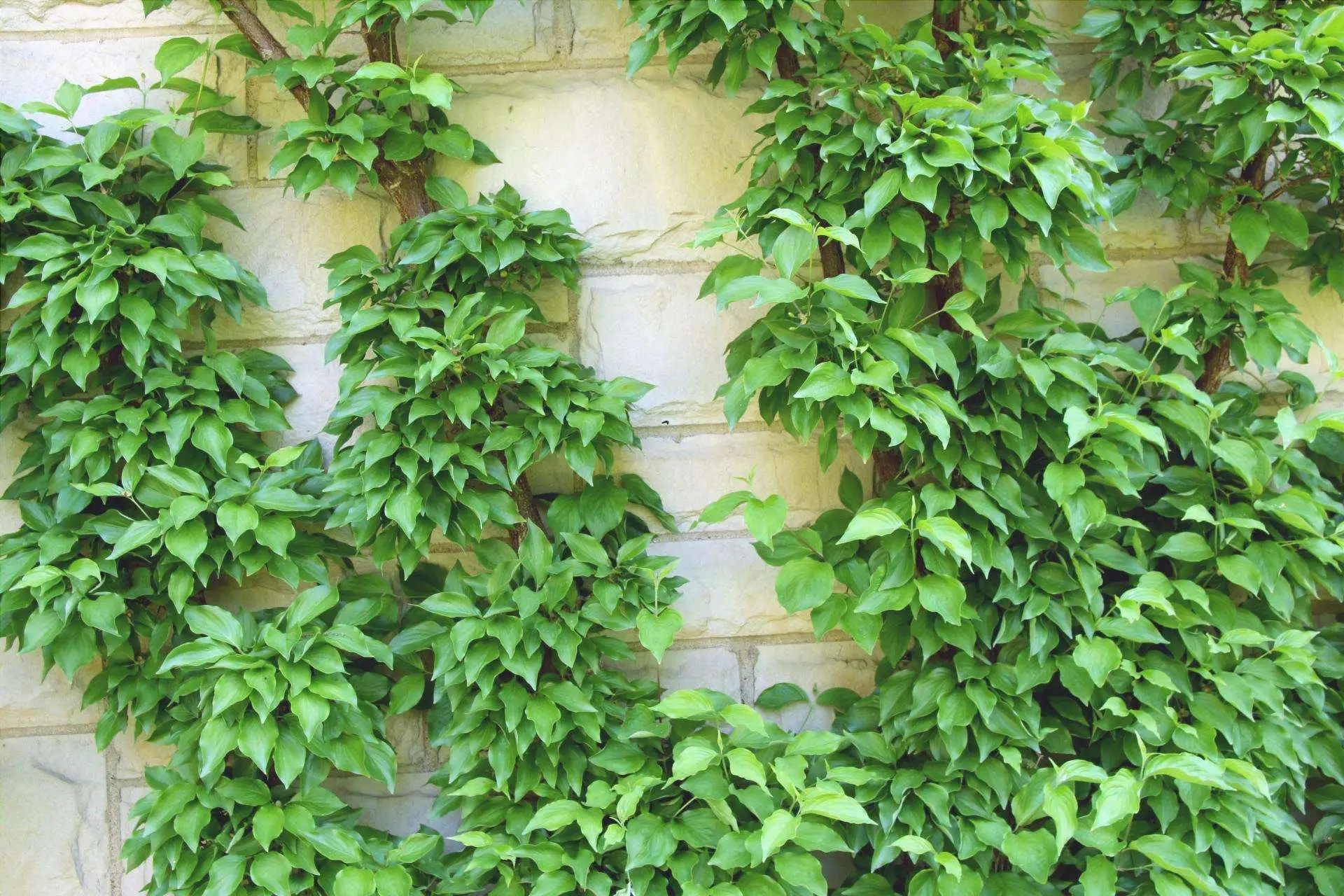 Piante rampicanti perfette: ecco quali scegliere per balconi e terrazzi Immagine selezionata