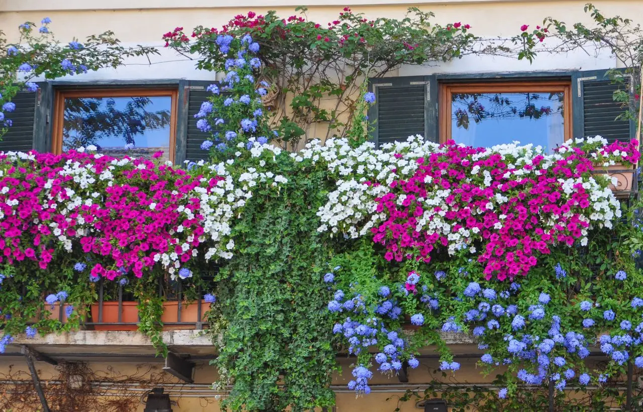 Piante rampicanti perfette: ecco quali scegliere per balconi e terrazzi Immagine selezionata