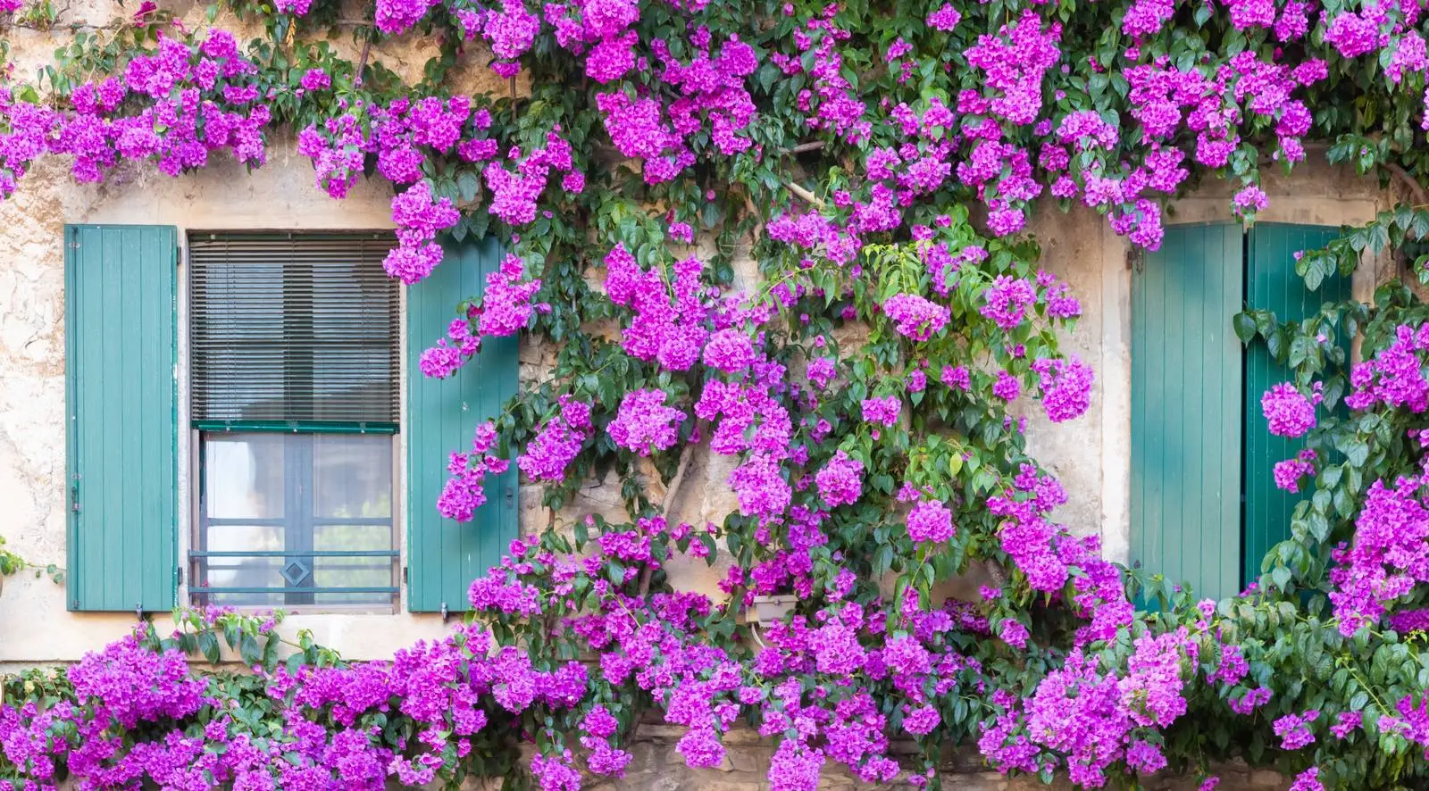 Piante rampicanti perfette: ecco quali scegliere per balconi e terrazzi Immagine selezionata