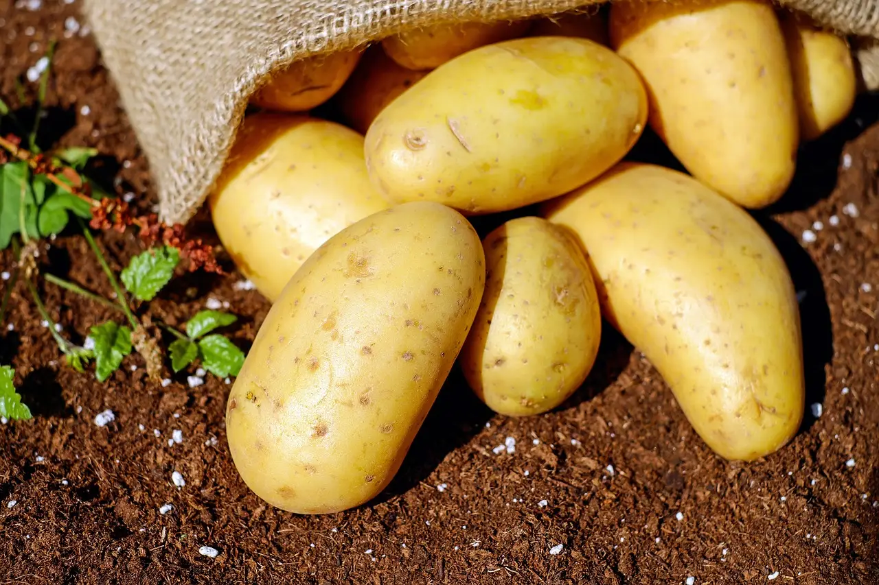 Il segreto per raddoppiare il raccolto di patate: cosa aggiungere ad aprile Il segreto per raddoppiare il raccolto di patate: cosa aggiungere ad aprile
