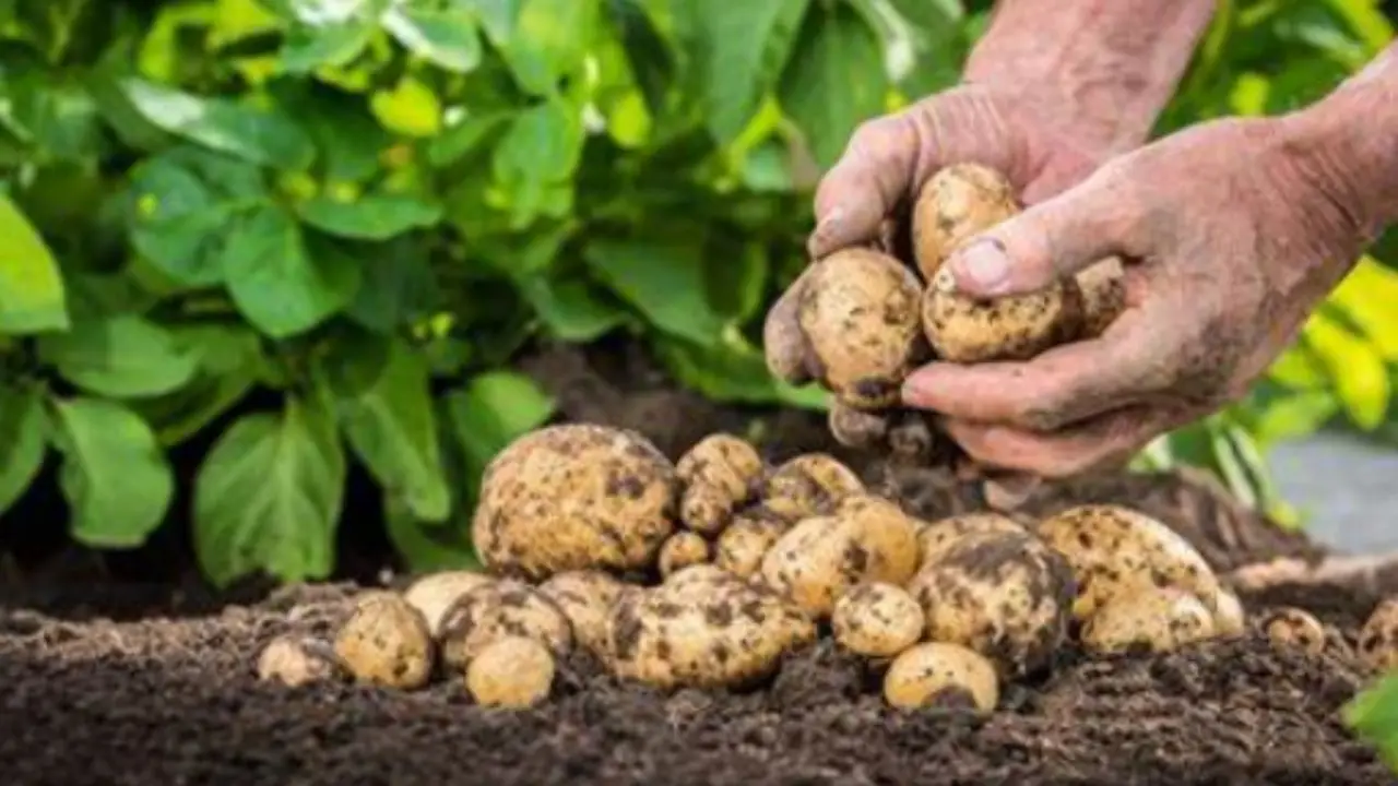 Il segreto per raddoppiare il raccolto di patate: cosa aggiungere ad aprile Immagine selezionata