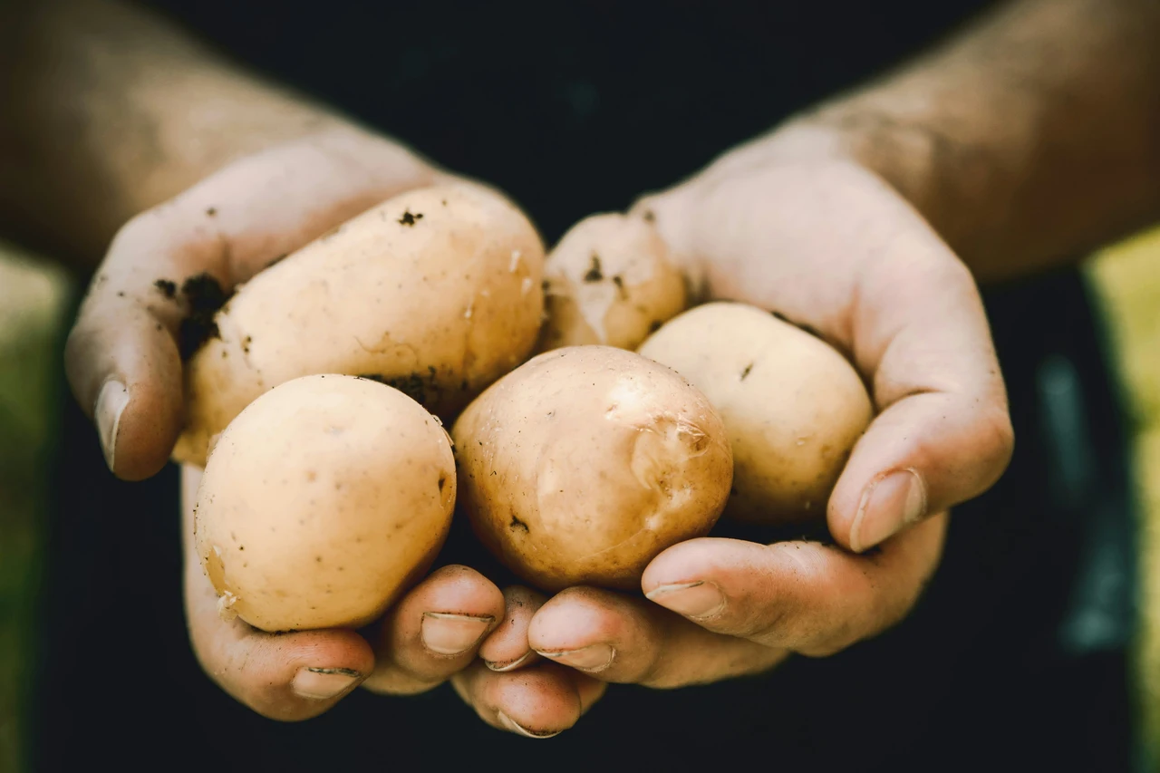 Il segreto per raddoppiare il raccolto di patate: cosa aggiungere ad aprile Immagine selezionata