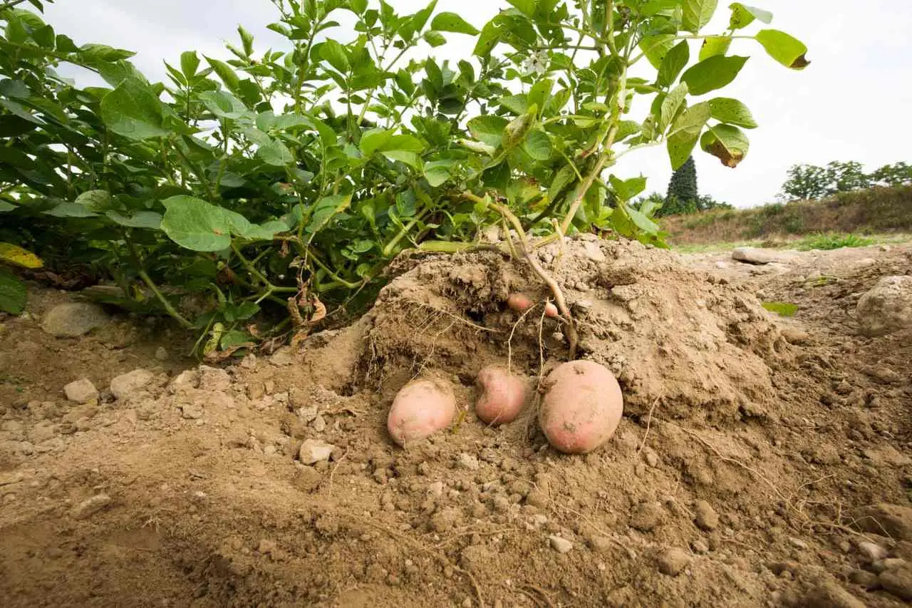 Il segreto per raddoppiare il raccolto di patate: cosa aggiungere ad aprile Immagine selezionata