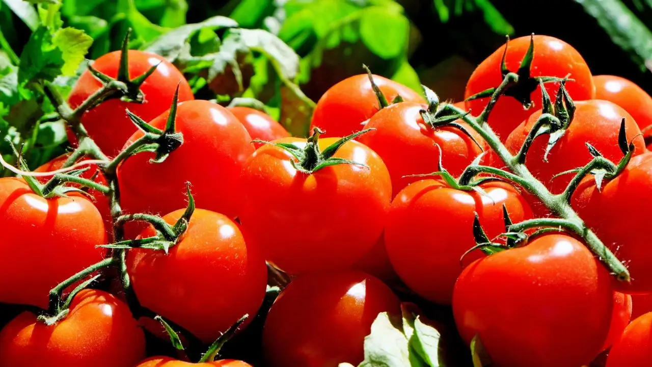 Ecco cosa mettere alla base dei pomodori per un raccolto abbondante fino all’autunno Immagine selezionata