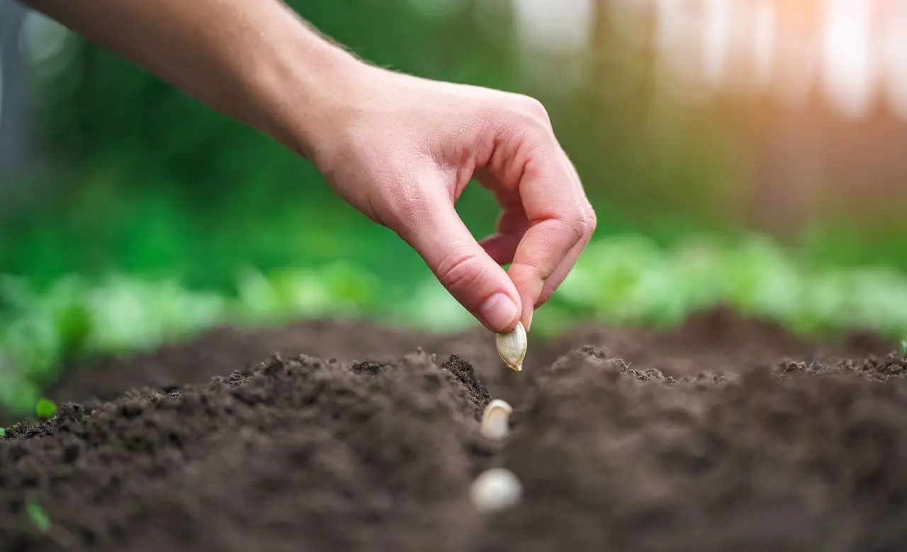 Prato perfetto e green? Tutto parte dalla scelta del seme giusto Immagine selezionata