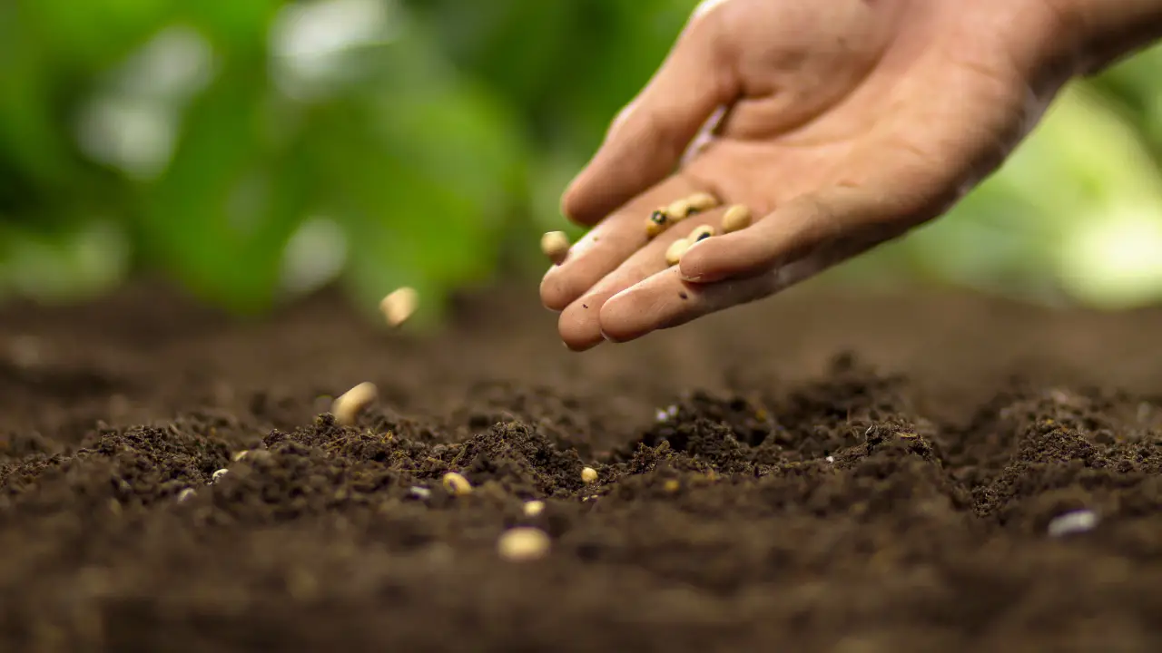 Prato perfetto e green? Tutto parte dalla scelta del seme giusto Immagine selezionata