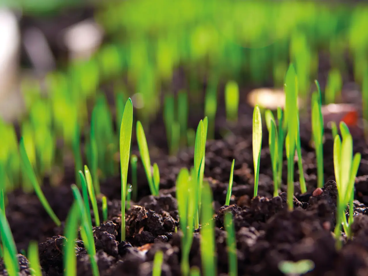 Prato perfetto e green? Tutto parte dalla scelta del seme giusto Immagine selezionata