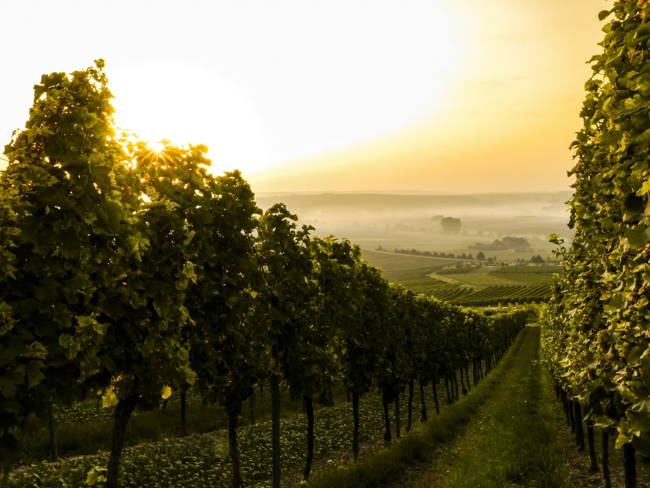 Addio alla vigna sulle colline: sai cosa sta succedendo davvero? Immagine selezionata