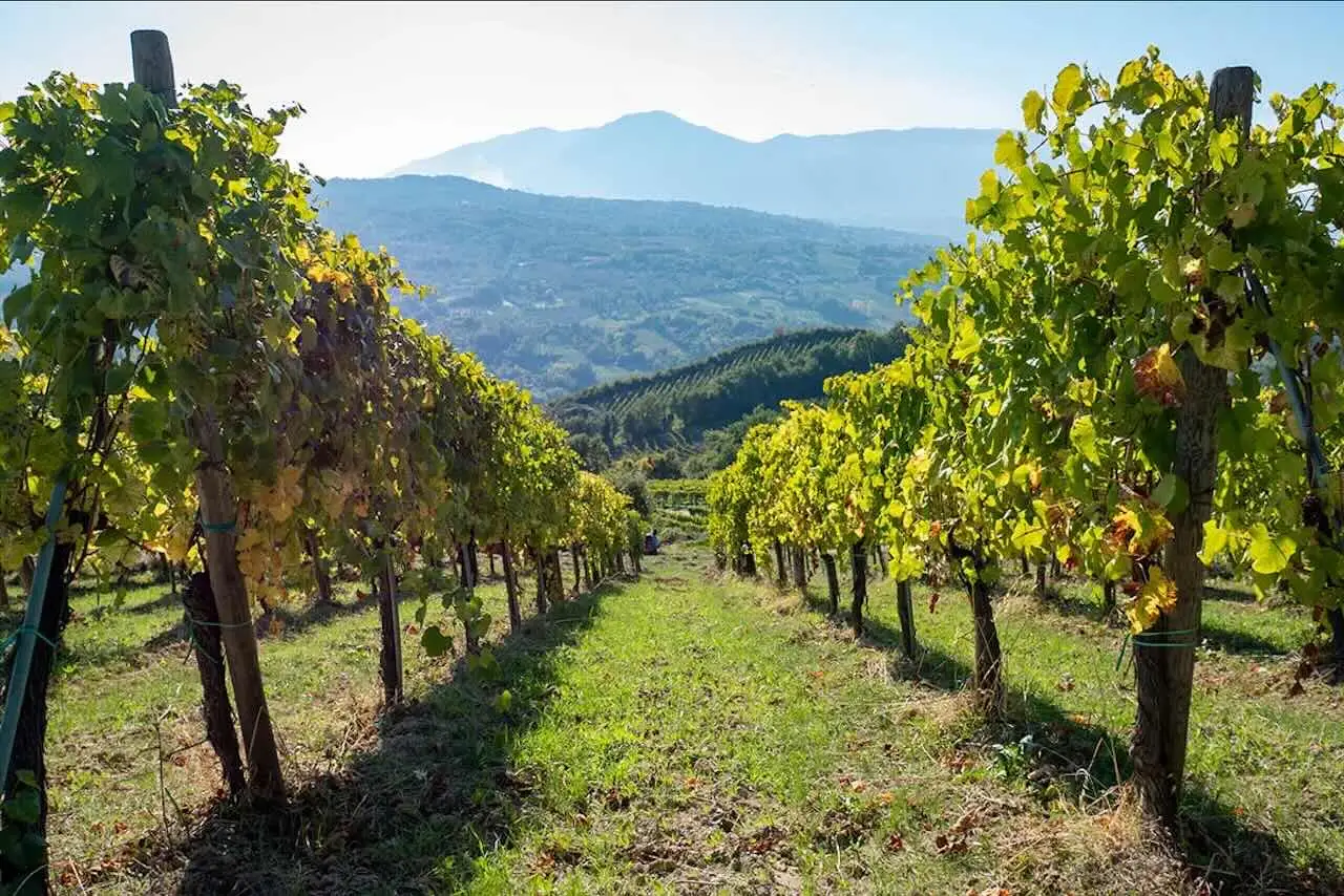 Addio alla vigna sulle colline: sai cosa sta succedendo davvero? Immagine selezionata