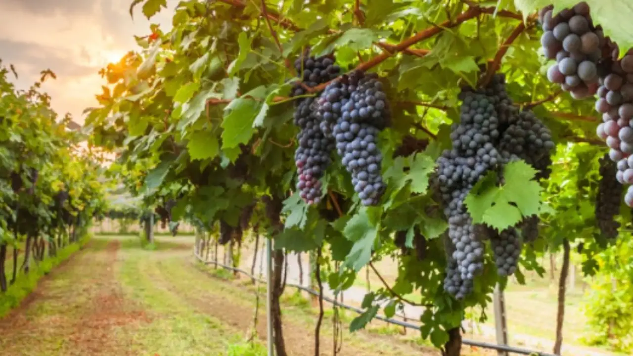 Addio alla vigna sulle colline: sai cosa sta succedendo davvero? Immagine selezionata