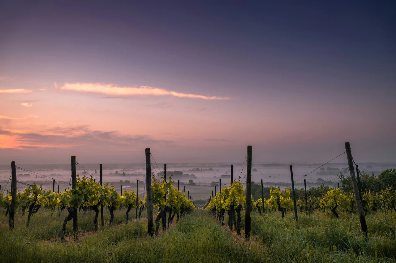 Addio alla vigna sulle colline: sai cosa sta succedendo davvero? Immagine selezionata