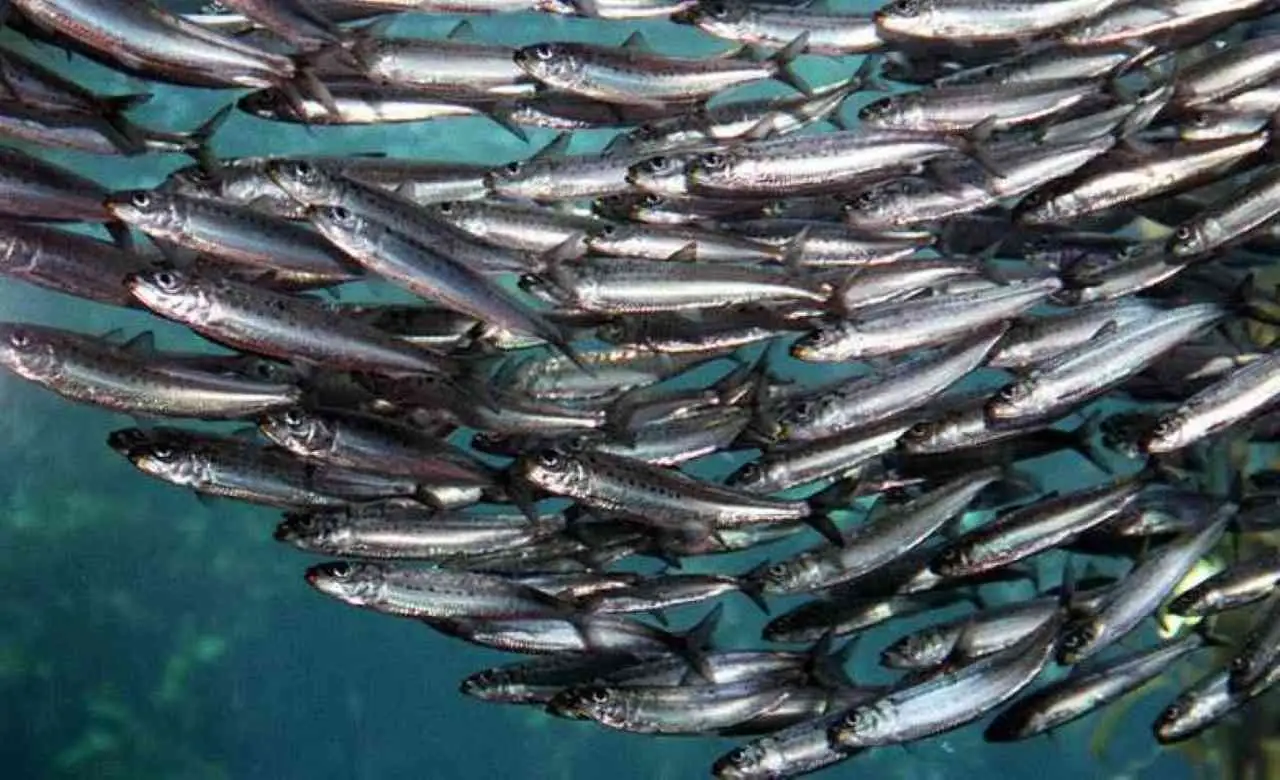 Sai come congelare pesce azzurro senza rovinare il sapore?