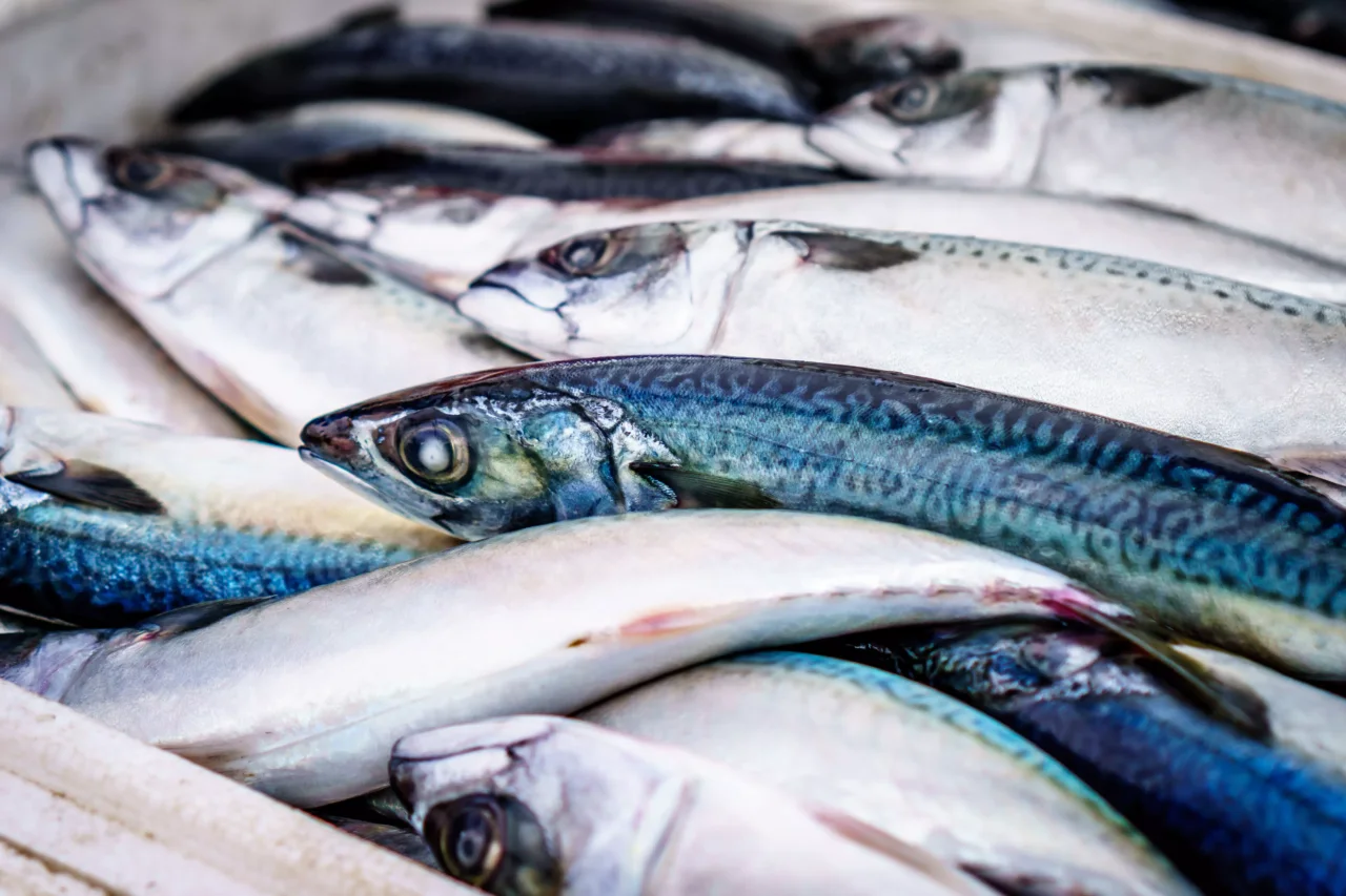 Sai come congelare pesce azzurro senza rovinare il sapore? Immagine selezionata