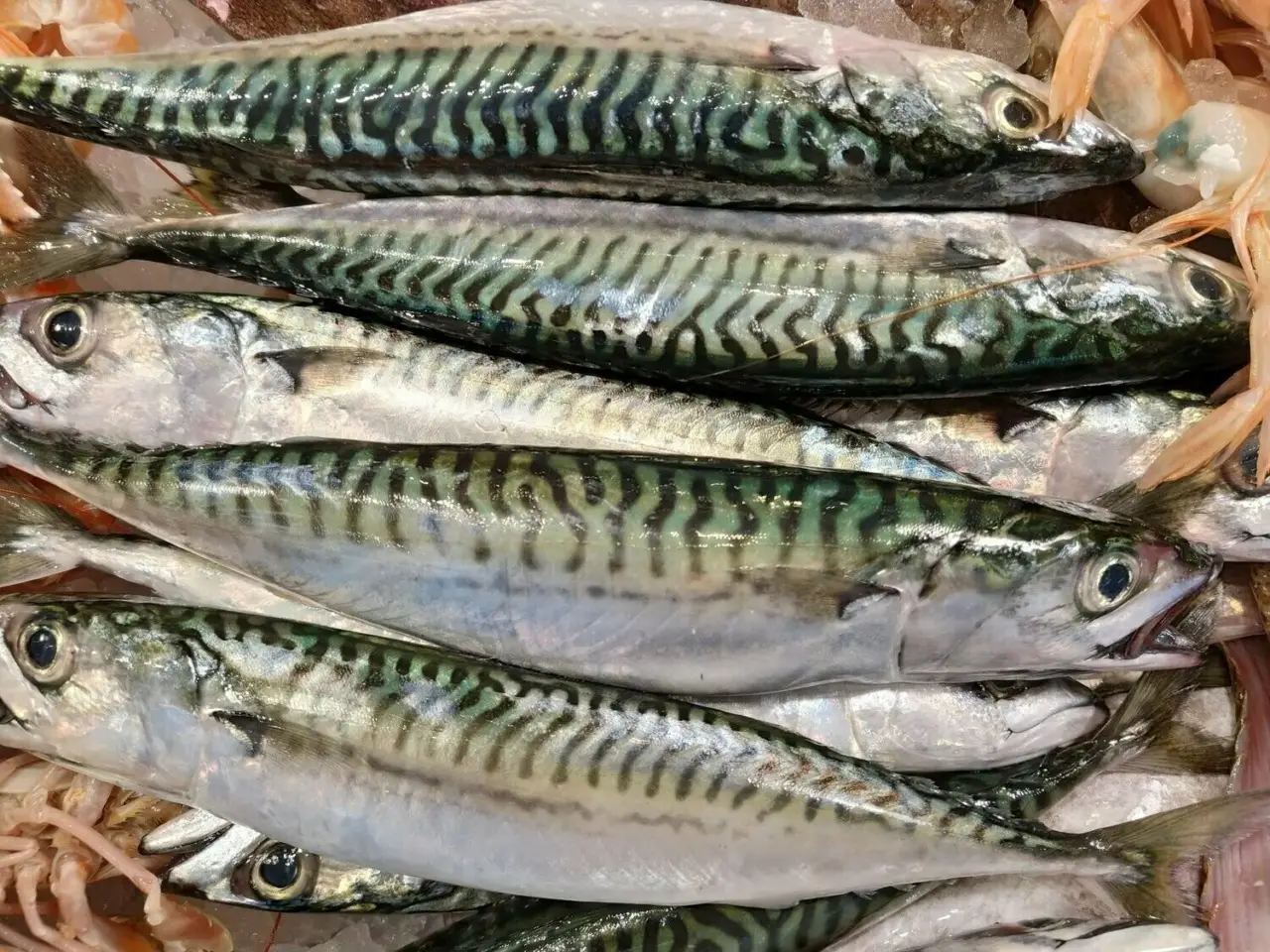 Sai come congelare pesce azzurro senza rovinare il sapore? Immagine selezionata
