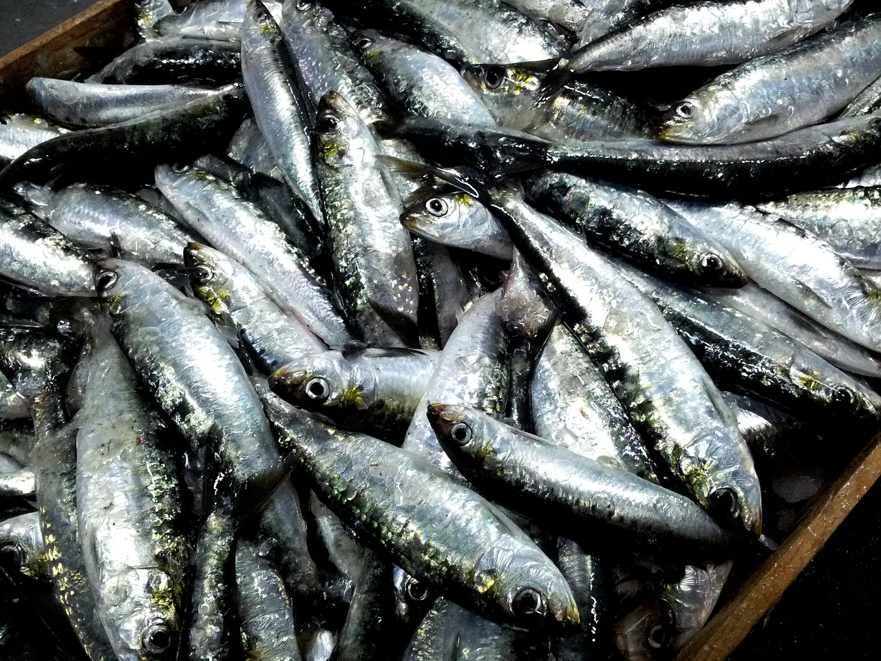 Sai come congelare pesce azzurro senza rovinare il sapore? Immagine selezionata