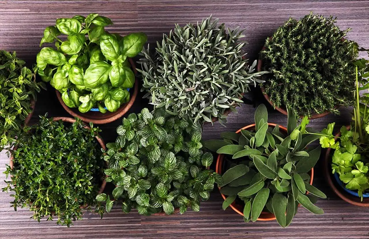 Scopri il metodo naturale per tenere lontani gli insetti dalla cucina Immagine selezionata