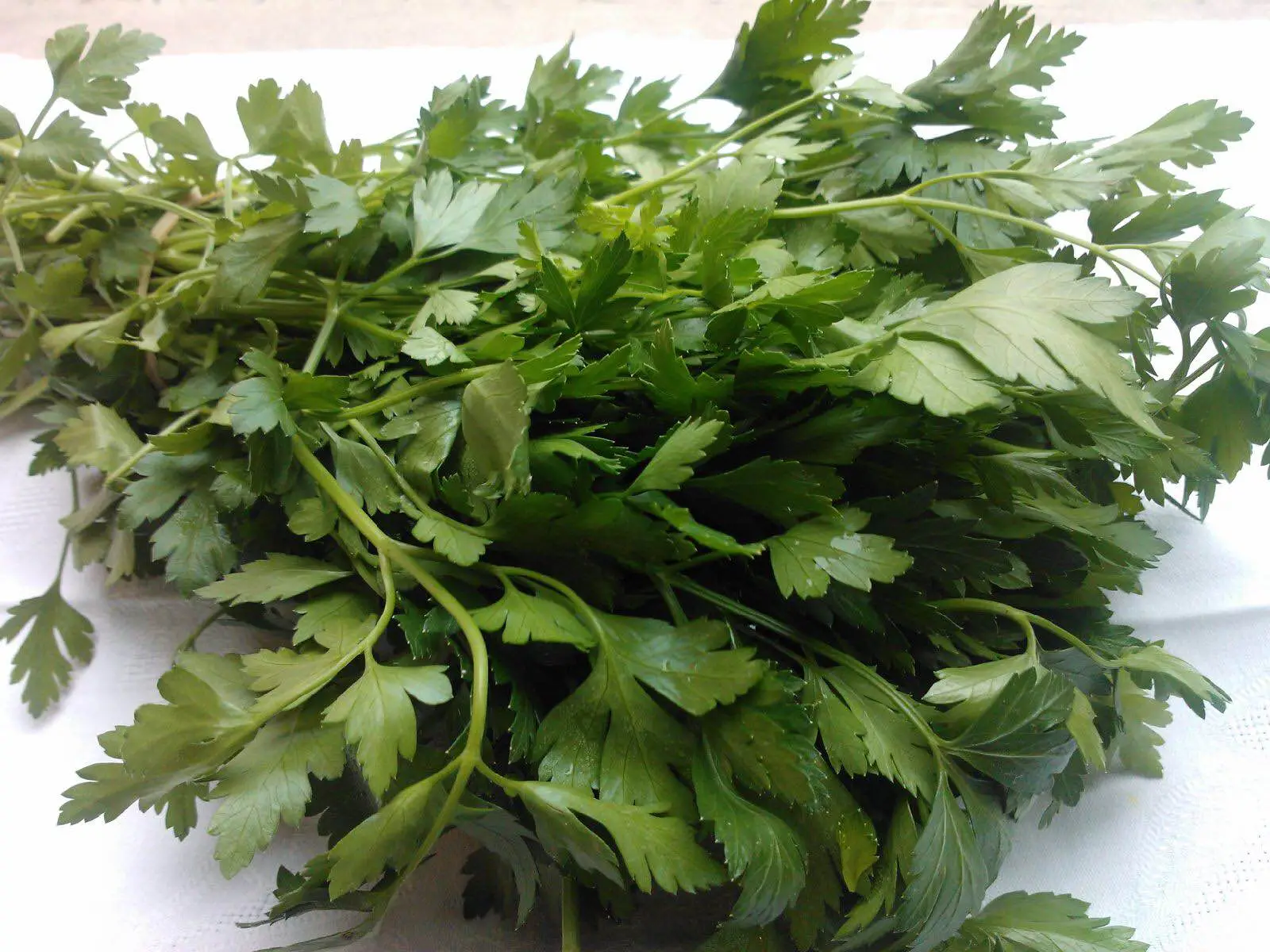 Non piantare il prezzemolo in pieno sole: ecco perché soffre tanto