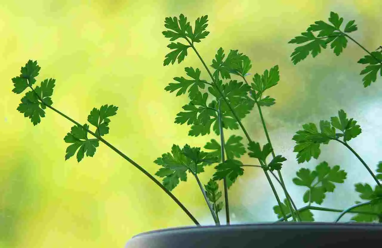 Non piantare il prezzemolo in pieno sole: ecco perché soffre tanto Immagine selezionata