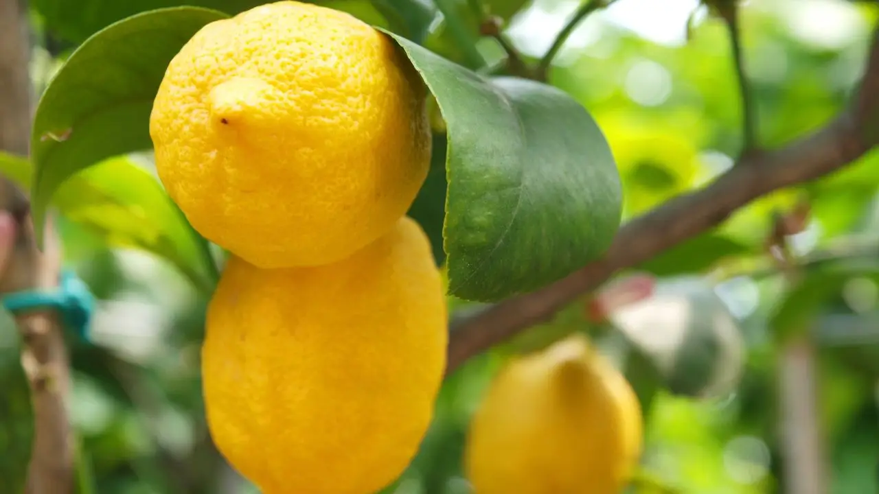 Attenzione ai parassiti del limone: ecco come riconoscerli e combatterli Immagine selezionata