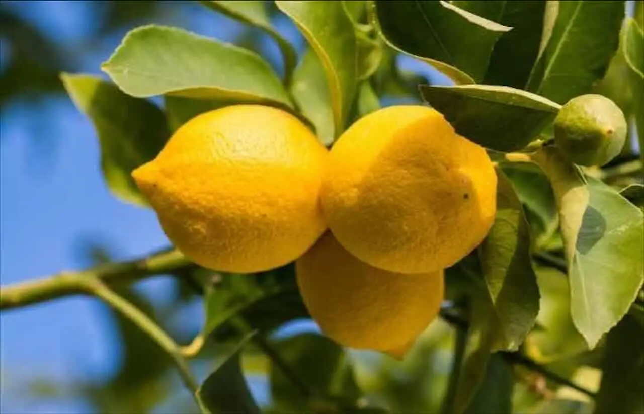 Attenzione ai parassiti del limone: ecco come riconoscerli e combatterli Immagine selezionata