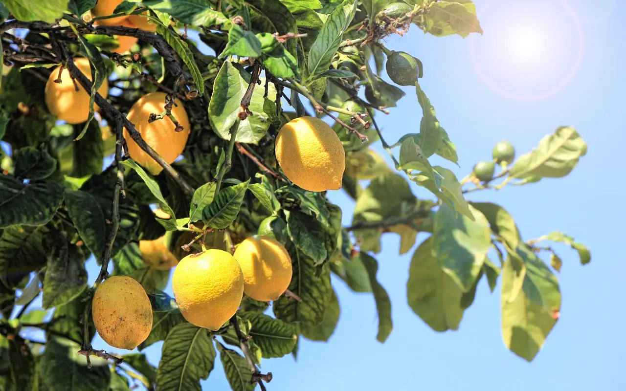Attenzione ai parassiti del limone: ecco come riconoscerli e combatterli Immagine selezionata