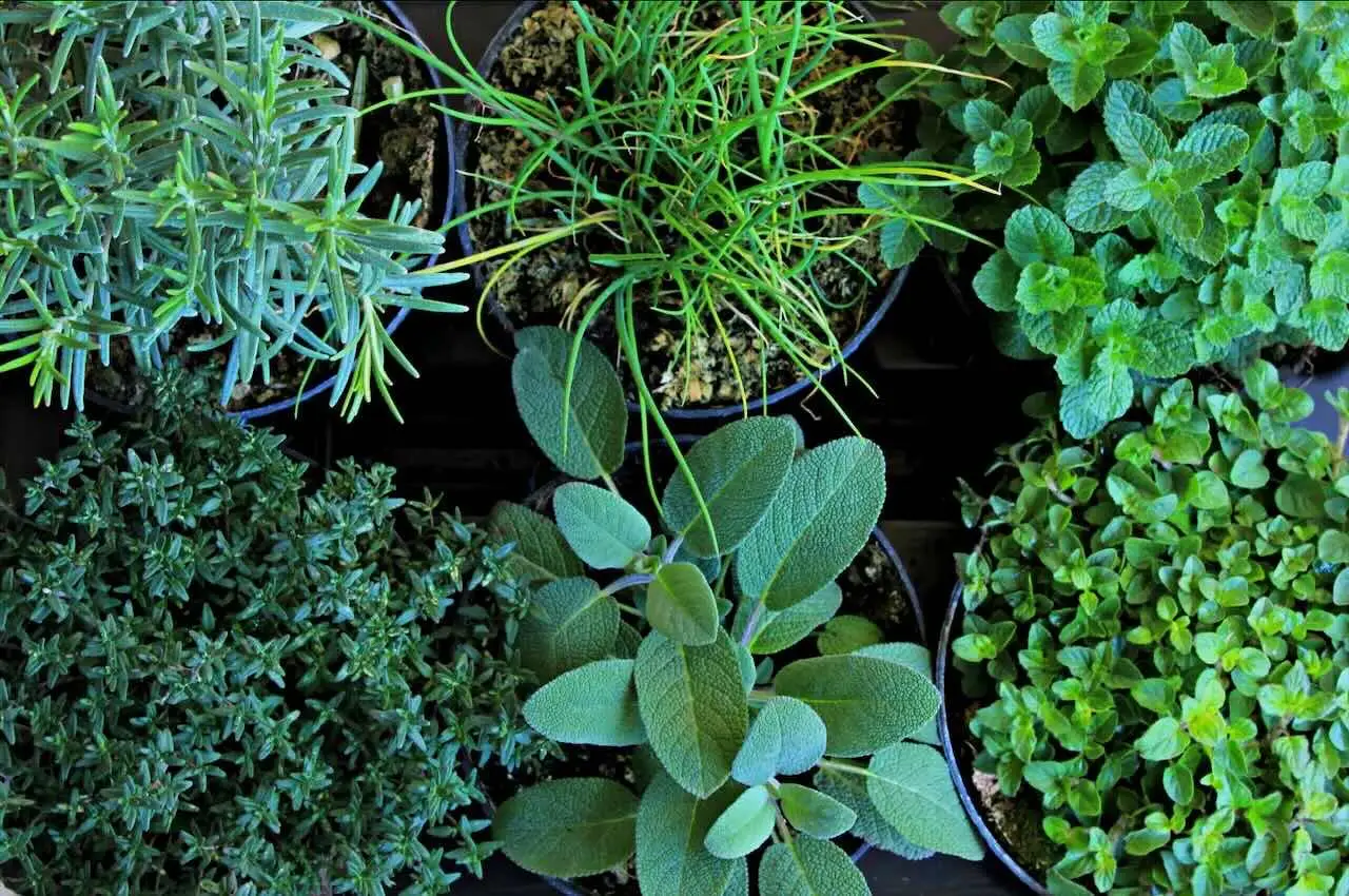Come realizzare un giardino di erbe aromatiche sul tuo balcone