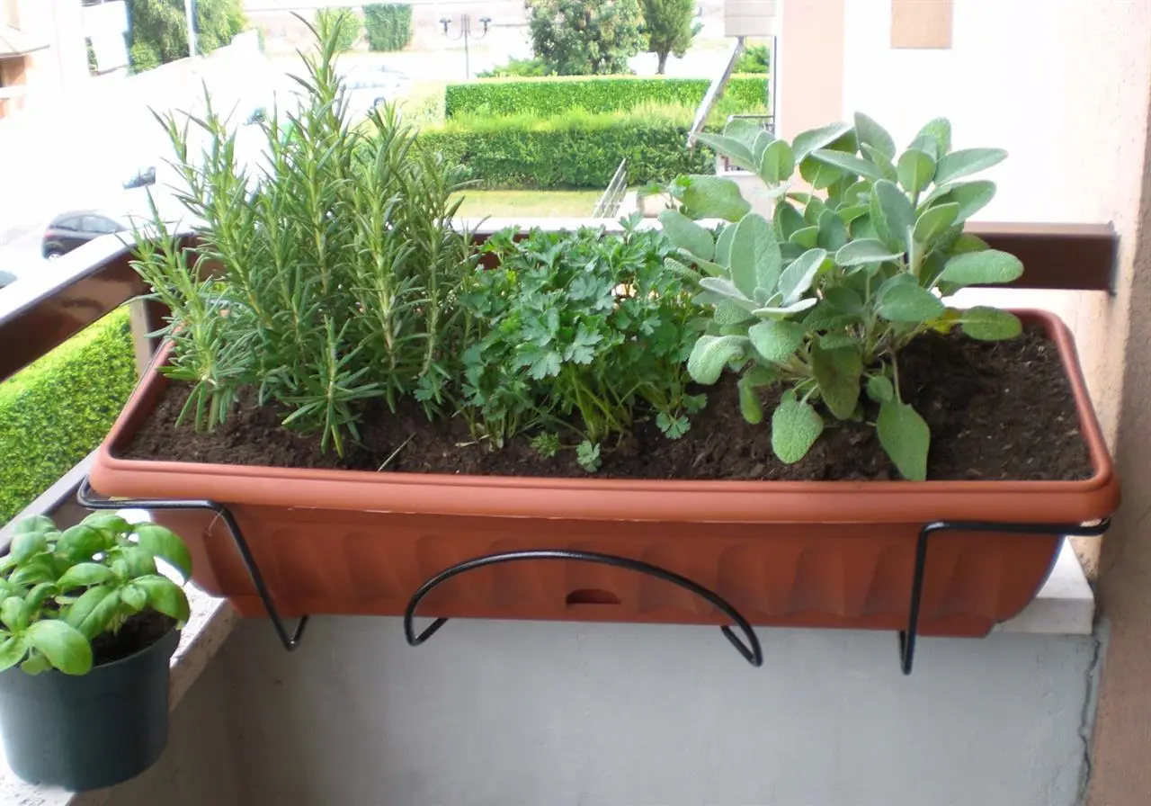Come realizzare un giardino di erbe aromatiche sul tuo balcone Immagine selezionata