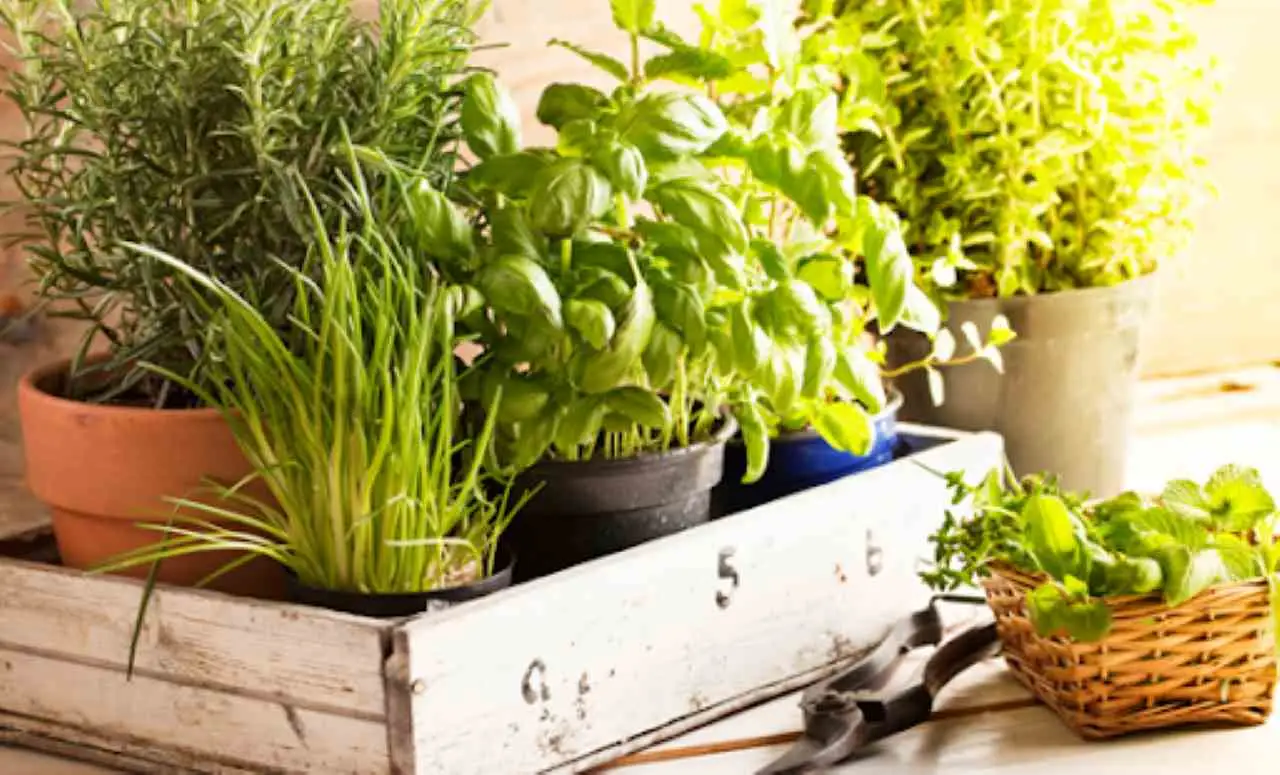 Come realizzare un giardino di erbe aromatiche sul tuo balcone Immagine selezionata