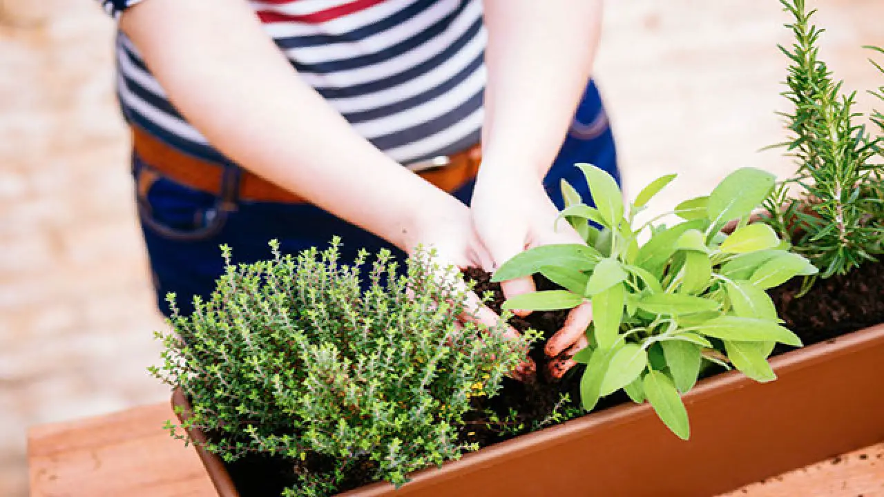 Come realizzare un giardino di erbe aromatiche sul tuo balcone Immagine selezionata