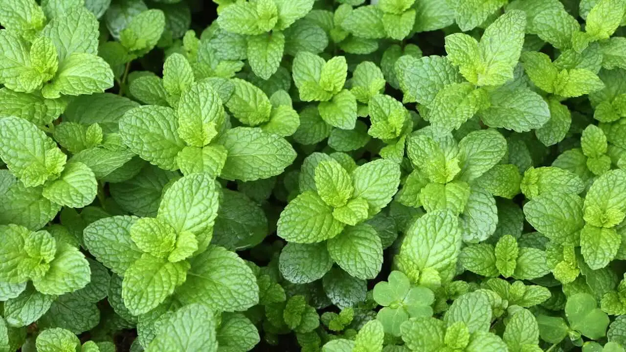 Non piantare la menta accanto a queste piante: ecco il motivo che non ti aspetti Immagine selezionata