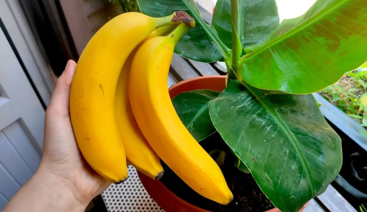 Come usare le bucce di banana per concimare: ecco il trucco naturale