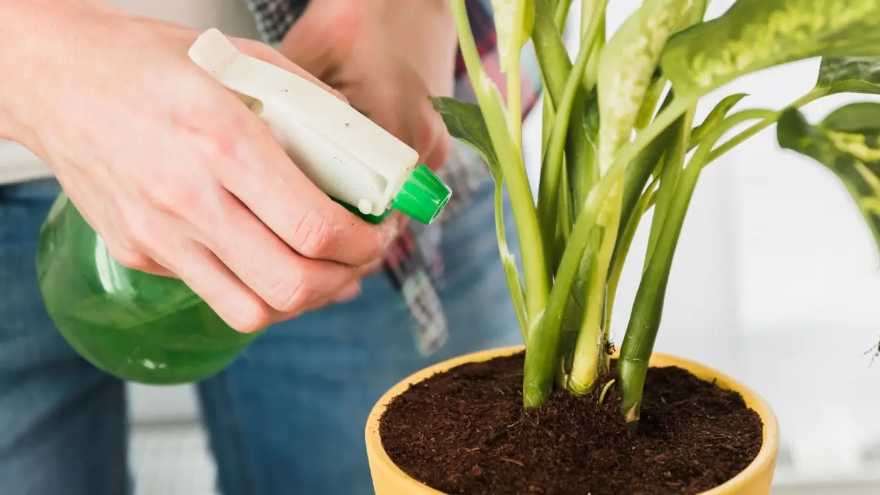 Come usare le bucce di banana per concimare: ecco il trucco naturale Immagine selezionata