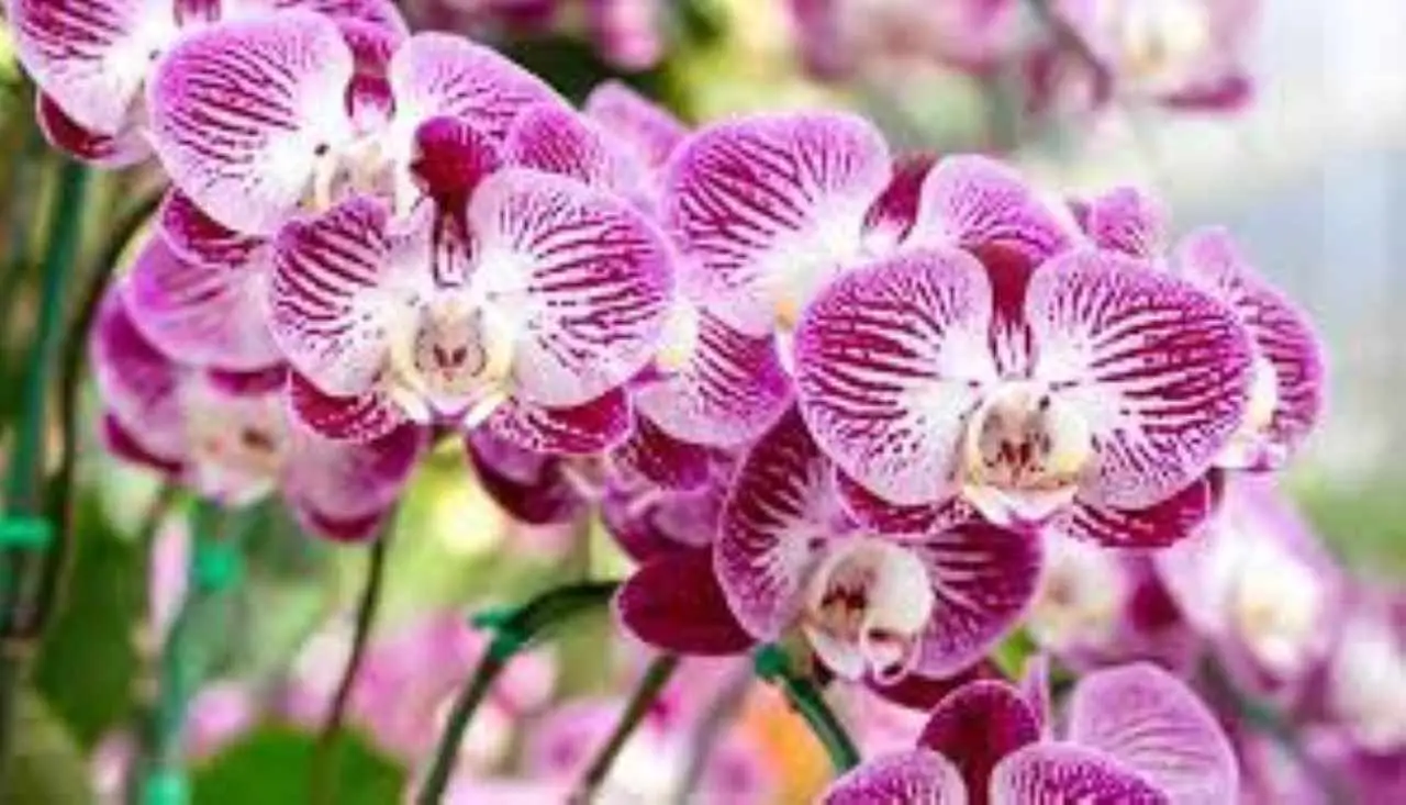 Come riconoscere un'orchidea stressata: ecco i segnali da osservare Come riconoscere un'orchidea stressata: ecco i segnali da osservare