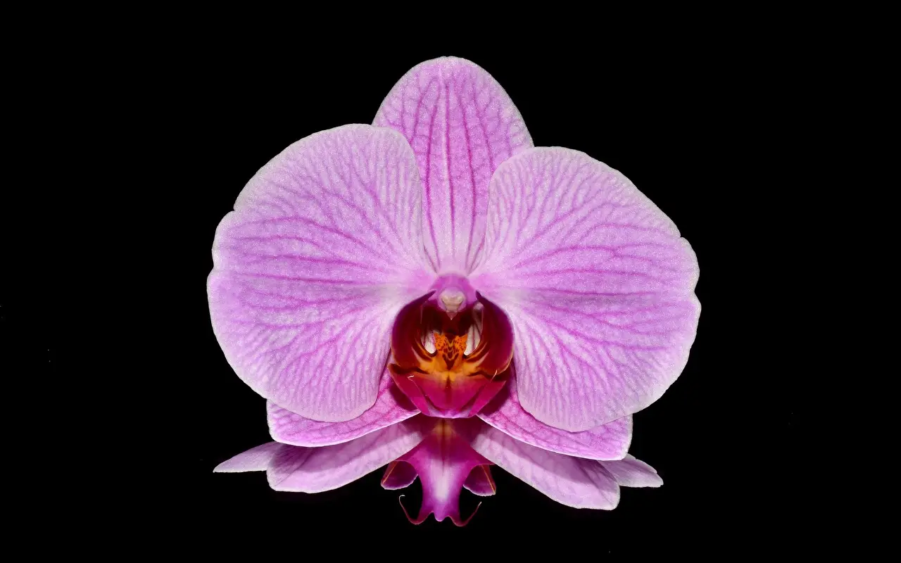Come riconoscere un'orchidea stressata: ecco i segnali da osservare Immagine selezionata