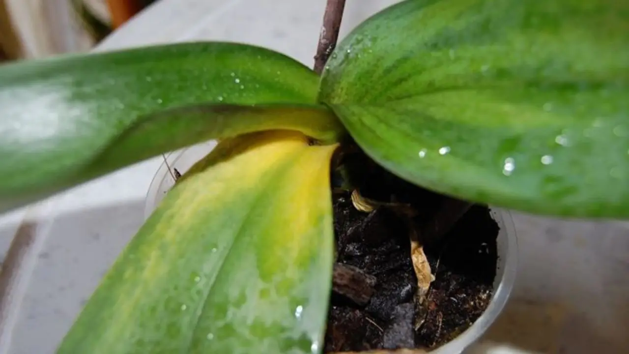 Come riconoscere un'orchidea stressata: ecco i segnali da osservare Immagine selezionata
