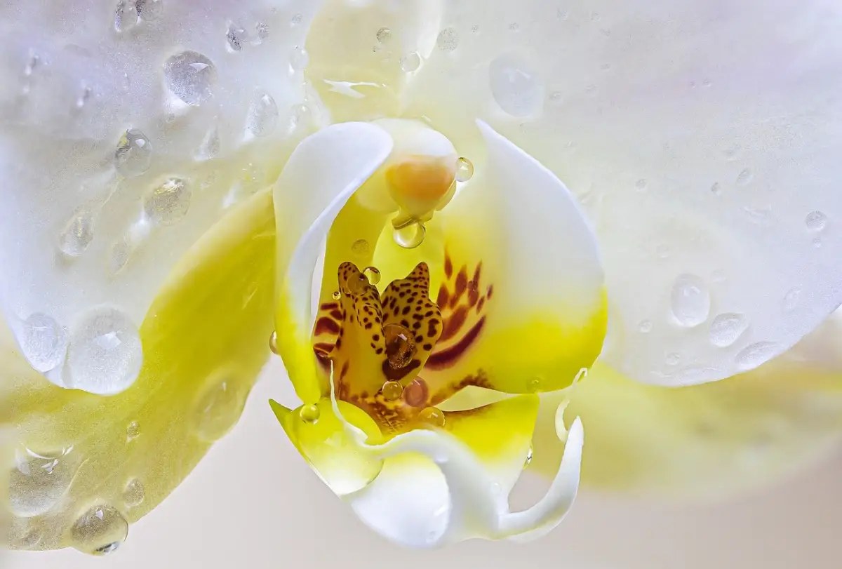 Come riconoscere un'orchidea stressata: ecco i segnali da osservare Immagine selezionata
