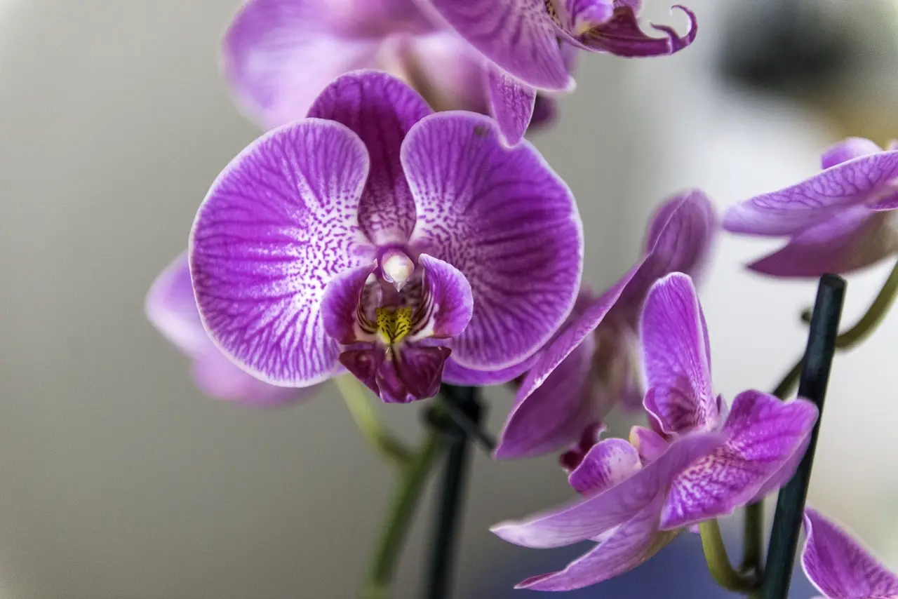 Come riconoscere un'orchidea stressata: ecco i segnali da osservare Immagine selezionata