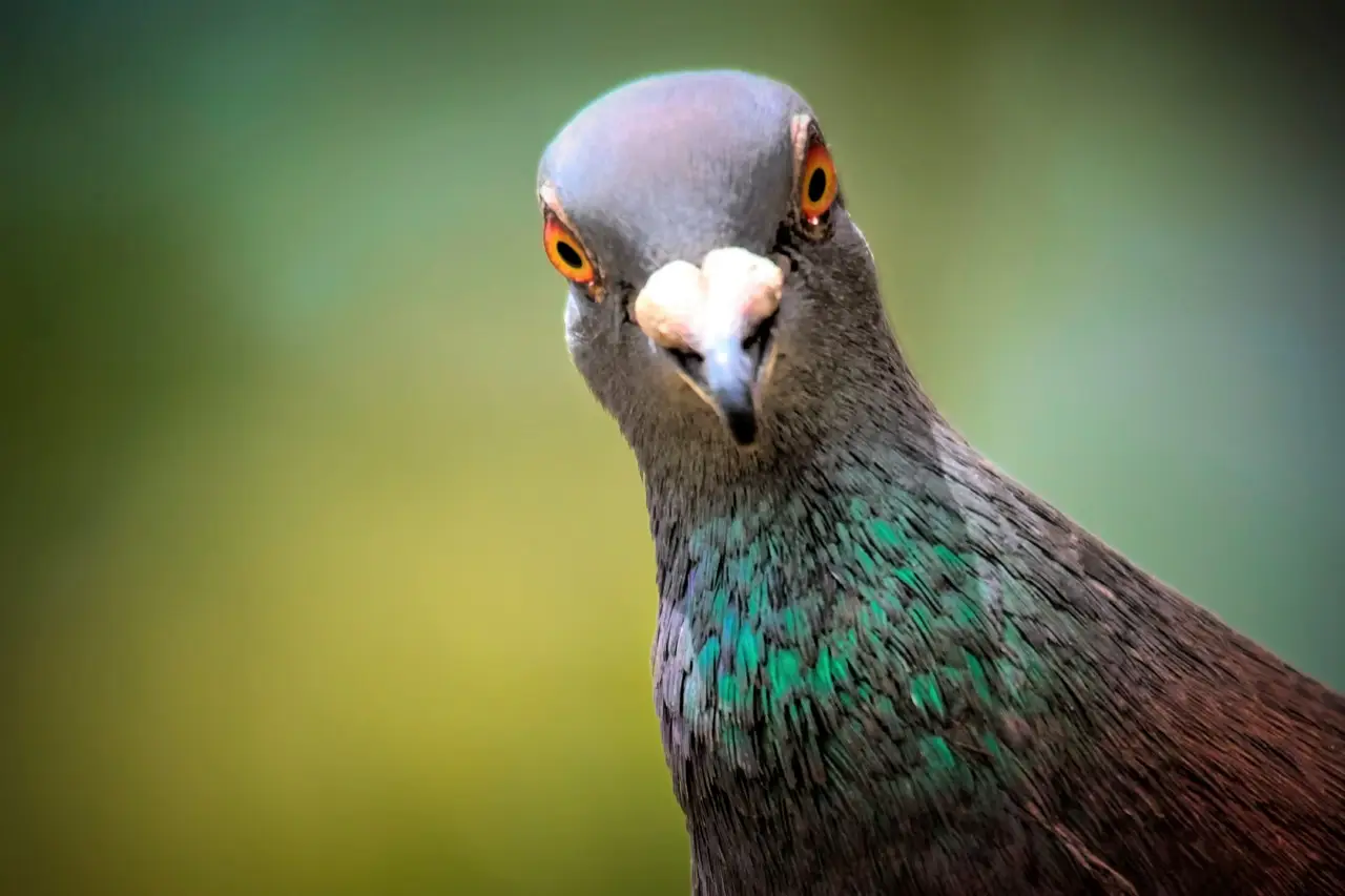 Stop ai piccioni in giardino: il metodo colorato che li allontana senza fatica