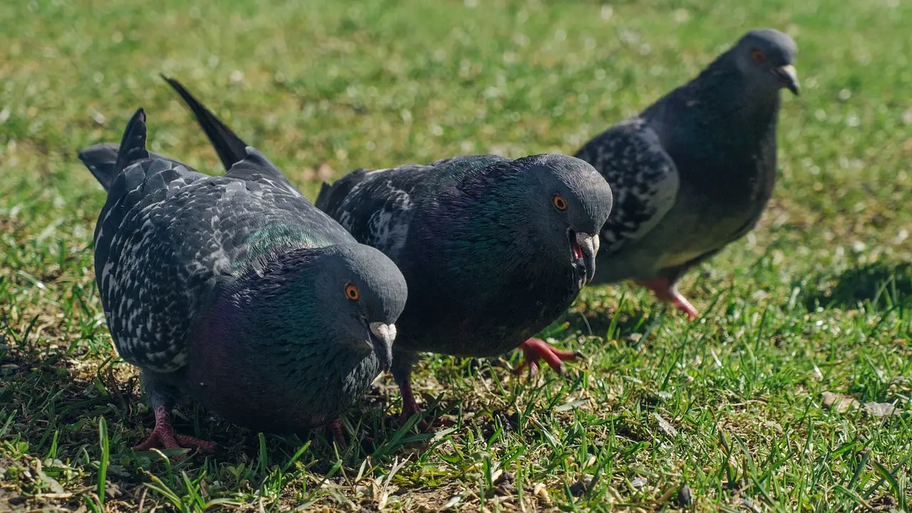 Stop ai piccioni in giardino: il metodo colorato che li allontana senza fatica Immagine selezionata
