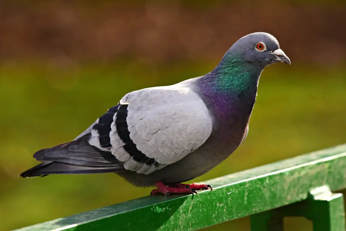 Stop ai piccioni in giardino: il metodo colorato che li allontana senza fatica Immagine selezionata