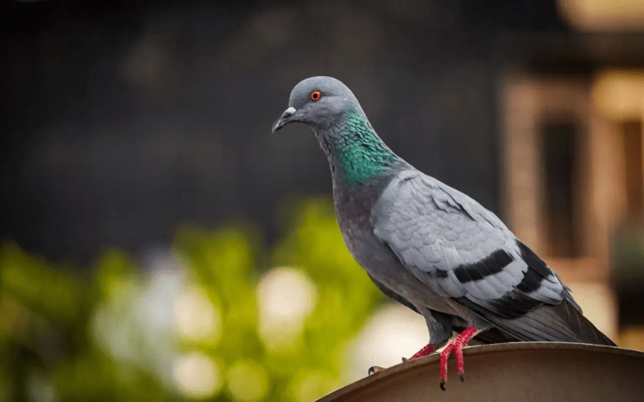 Stop ai piccioni in giardino: il metodo colorato che li allontana senza fatica Immagine selezionata