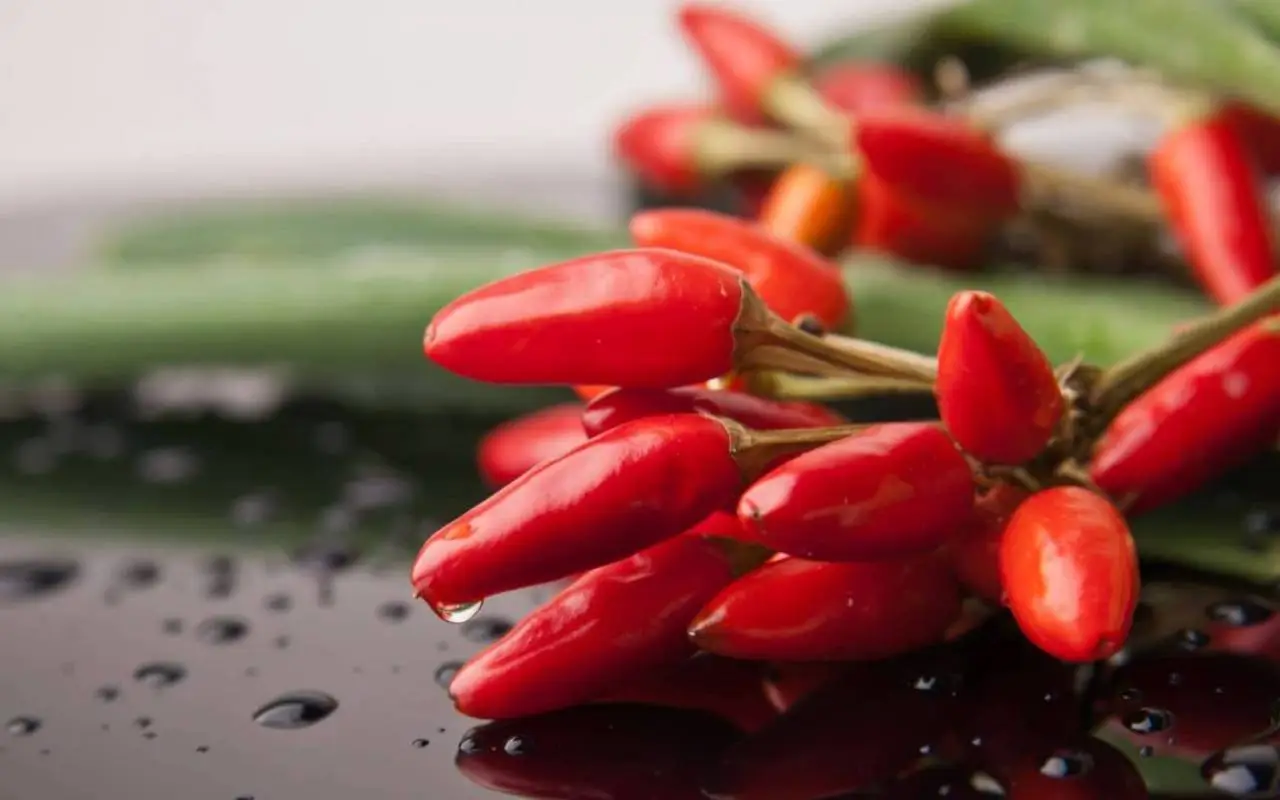 Qual è il momento giusto per piantare il peperoncino? Scopri il periodo migliore Qual è il momento giusto per piantare il peperoncino? Scopri il periodo migliore
