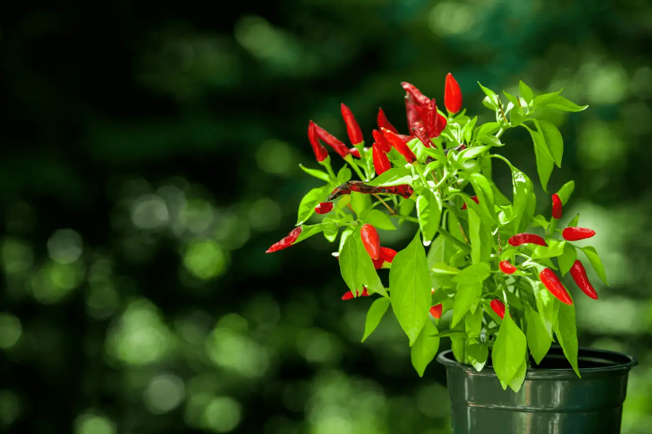 Qual è il momento giusto per piantare il peperoncino? Scopri il periodo migliore Qual è il momento giusto per piantare il peperoncino? Scopri il periodo migliore