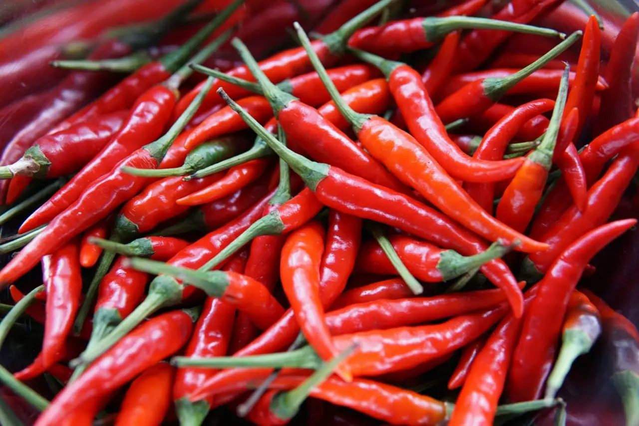 Qual è il momento giusto per piantare il peperoncino? Scopri il periodo migliore Qual è il momento giusto per piantare il peperoncino? Scopri il periodo migliore