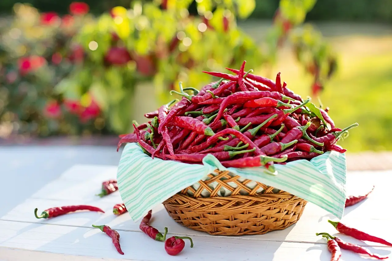 Qual è il momento giusto per piantare il peperoncino? Scopri il periodo migliore Qual è il momento giusto per piantare il peperoncino? Scopri il periodo migliore
