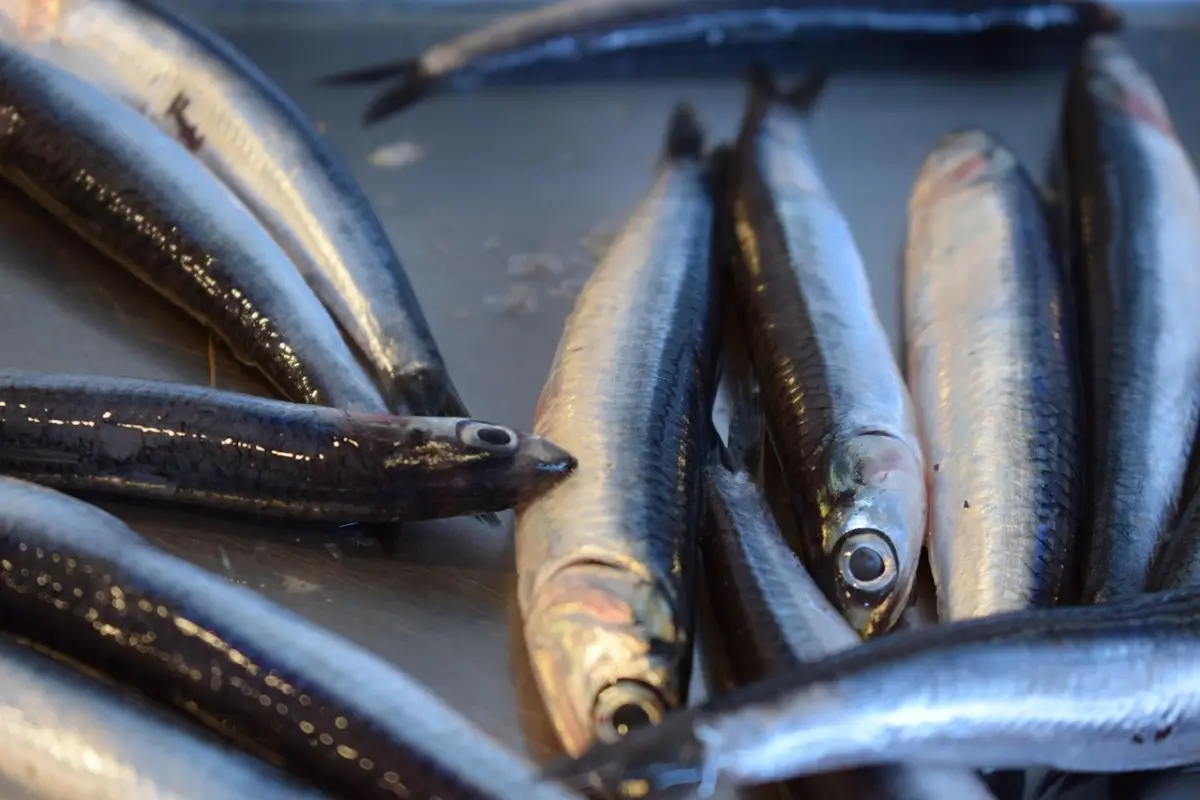 Il pesce azzurro a tavola tutti i modi per assumere più omega 3 Il pesce azzurro a tavola tutti i modi per assumere più omega 3